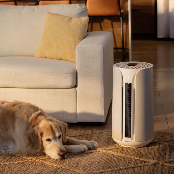 air purifier benefits